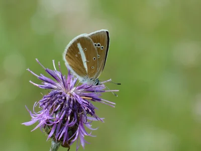 Podzimní víkendovka 26.-28.10. Syslovce a Na Adamcích