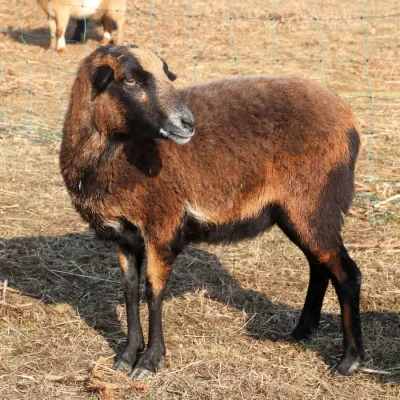 Goliáš