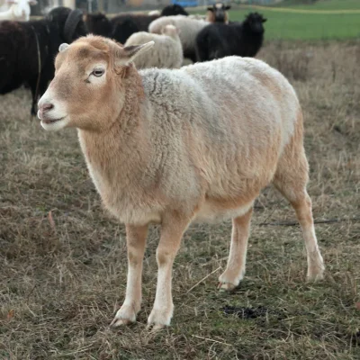 Vlnka
