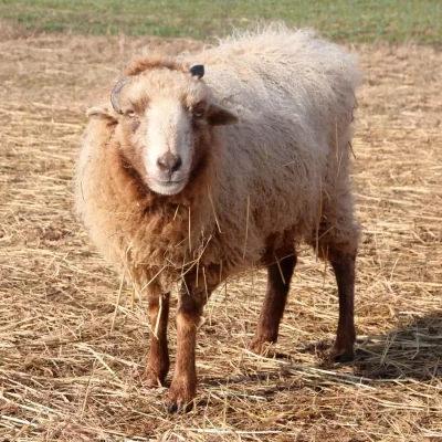 Mufinka