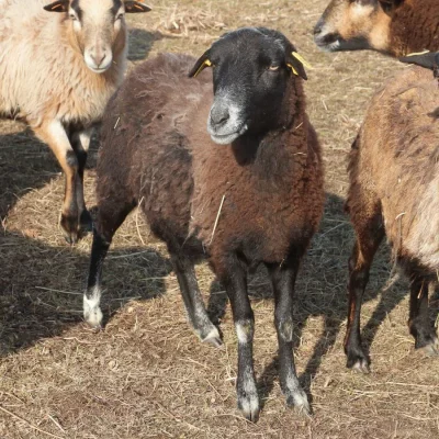 Papučka2
