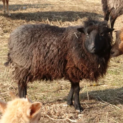 Loupáček