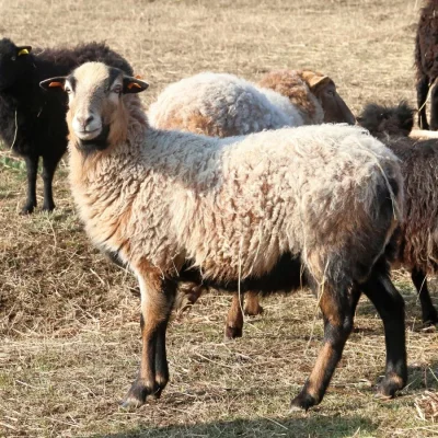 Kliďas
