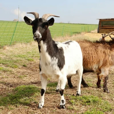 Běta