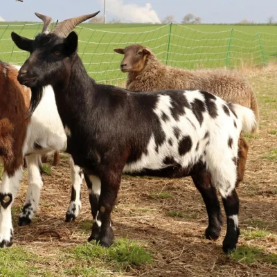 Dáša