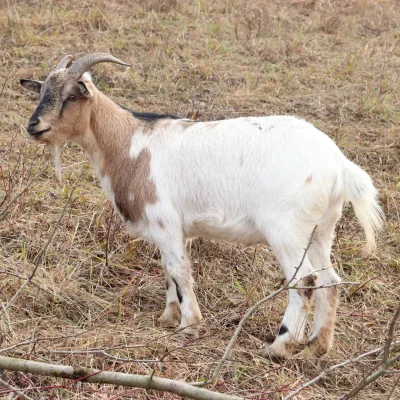 Dorotka