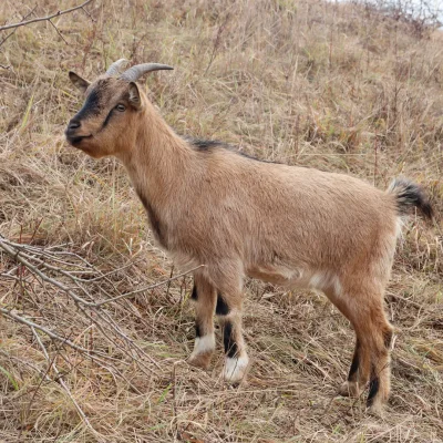 Juráš