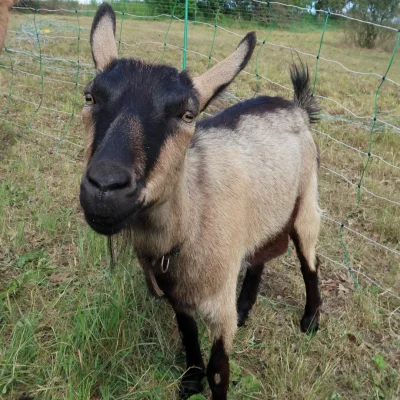 Majdalenka