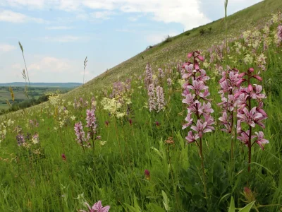 NPP Na Adamcích