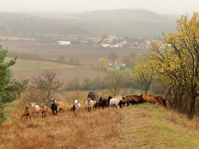 Nenkovice - Syslovce