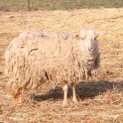 bílá ovce nevcehle