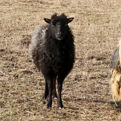 černá nevcehle
