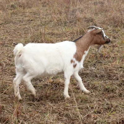 Ondráš