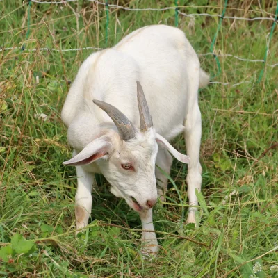Pája