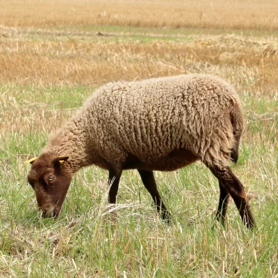 Skořička 1