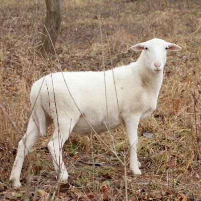 Žán